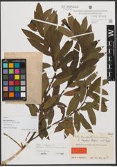 Foto von Salix taylorii Rech. f.